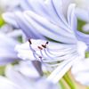 初夏の花・・暑～く咲く