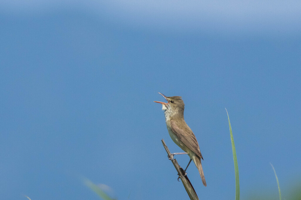 夏の喧し・・オオヨシキリ