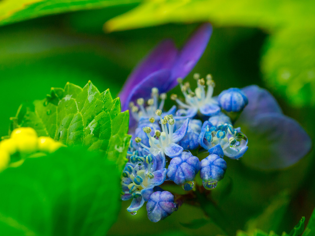 ちっこいのが花・・ですね(-^^-)b