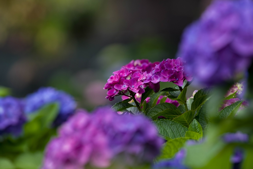 梅雨はまだ？ ･･紫陽花