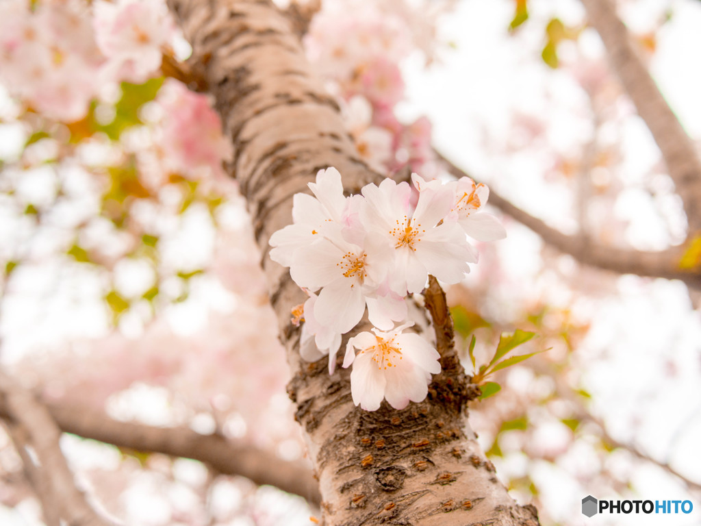 花の季節は曇天ばかり・・