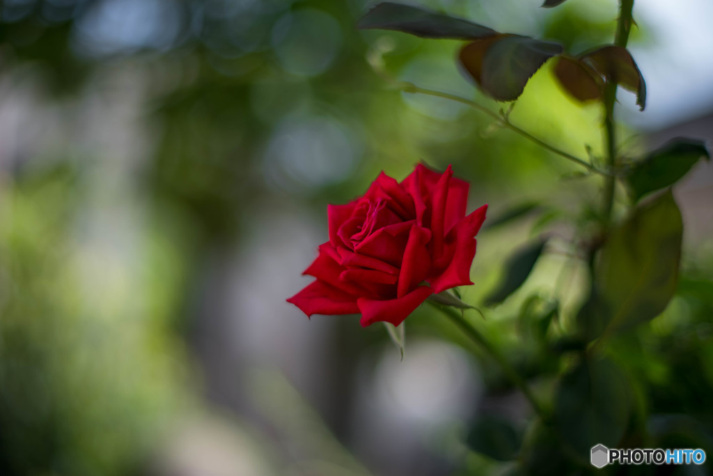 木陰の涼と赤い薔薇・・