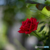木陰の涼と赤い薔薇・・