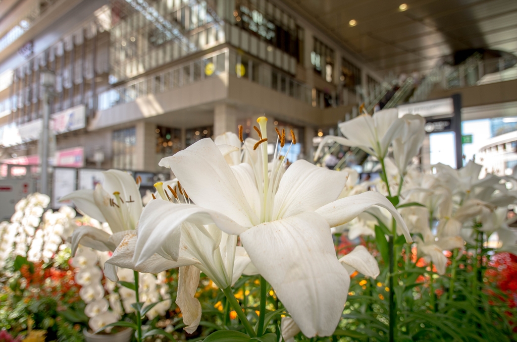 お花がいっぱい‥時空の広場