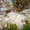 お花がいっぱい‥時空の広場