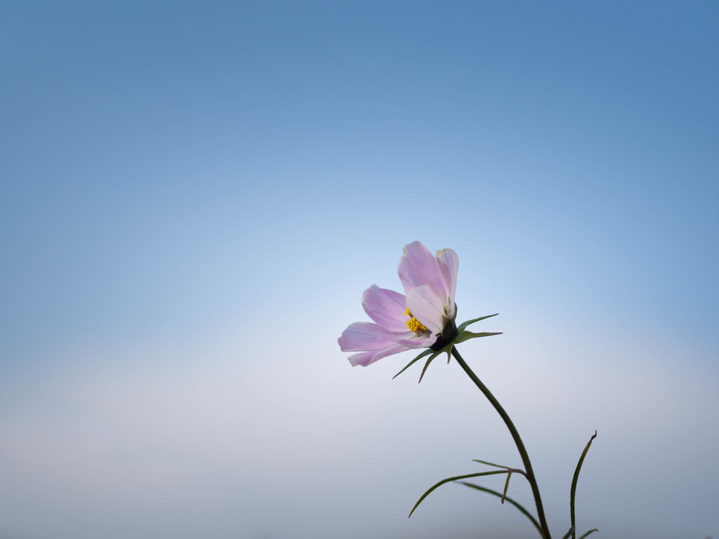 いつまでも・・