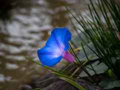 名残咲く花・・水辺の朝顔