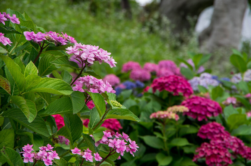 梅雨ど真ん中･･紫陽花