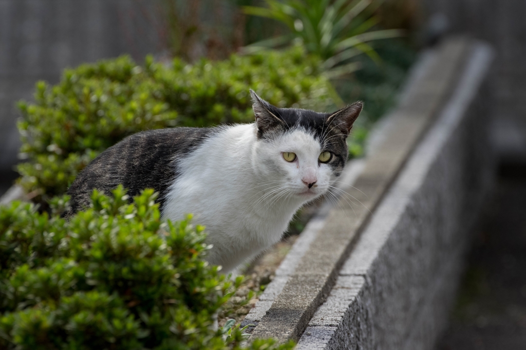 家猫リポート‥