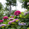 梅雨景色･･曇天に紫陽花