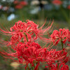 ほぼ暦どおりです・・彼岸花