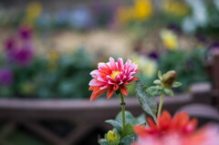 路傍の暖色･･冬花壇