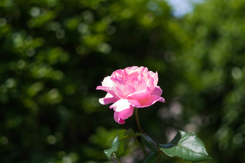 ピーカン･･夏薔薇一輪
