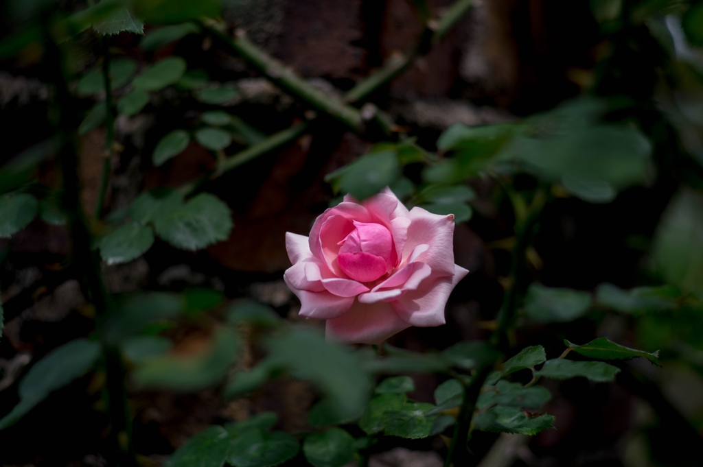 春の名残‥薔薇