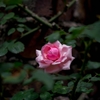 春の名残‥薔薇