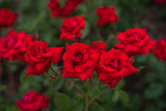 ♪ 情熱の赤い薔薇ぁ～