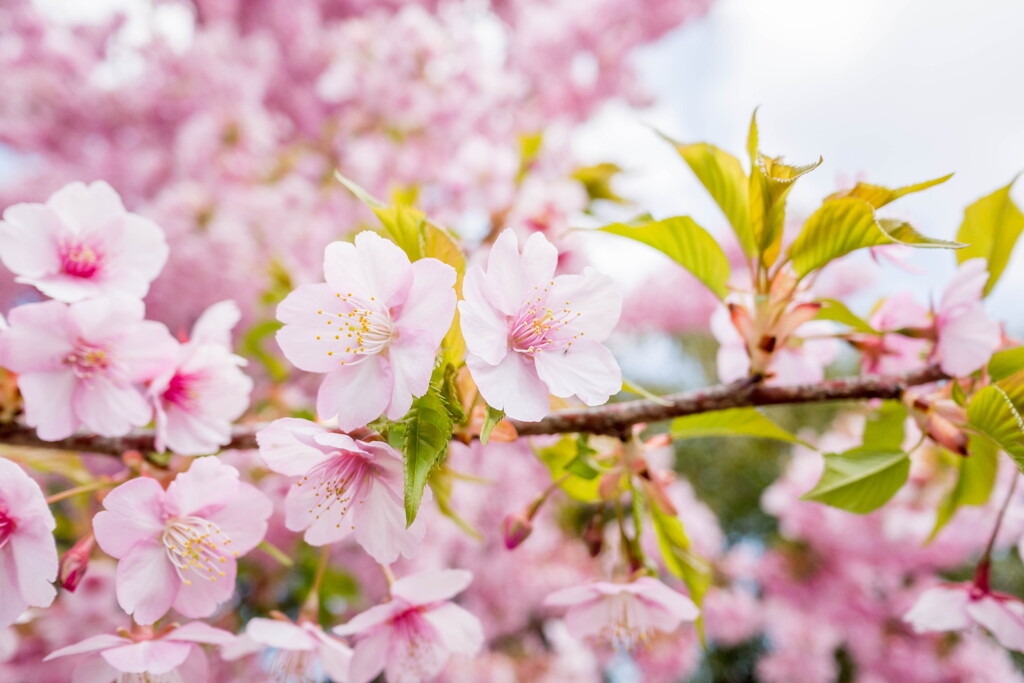 春さきどり･･三条桜