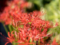 十月中旬・・秋はじめ 曼殊沙華