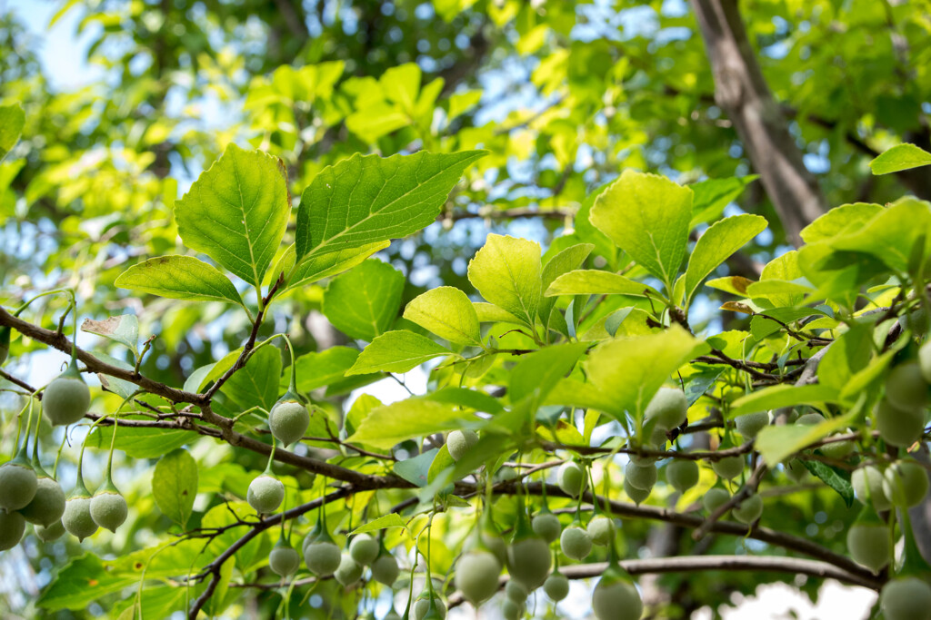 盛夏のみどり・・エゴノキ