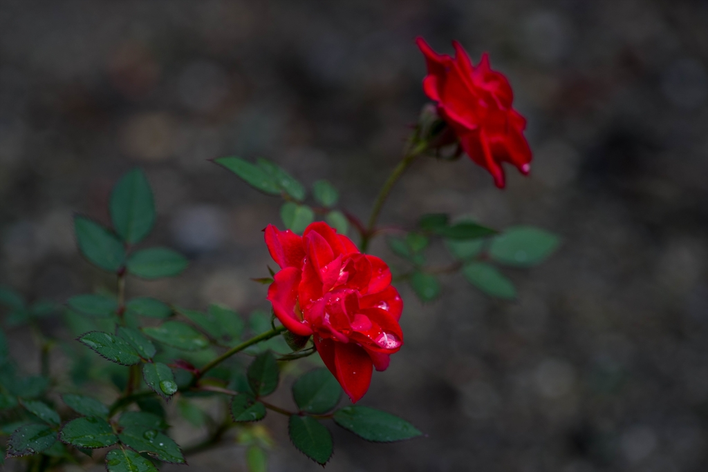 しずく化粧‥師走の薔薇