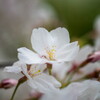 春曇り、花曇り‥ソメイヨシノ