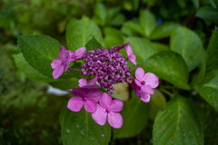 ず~っと、雨‥名残の紫陽花