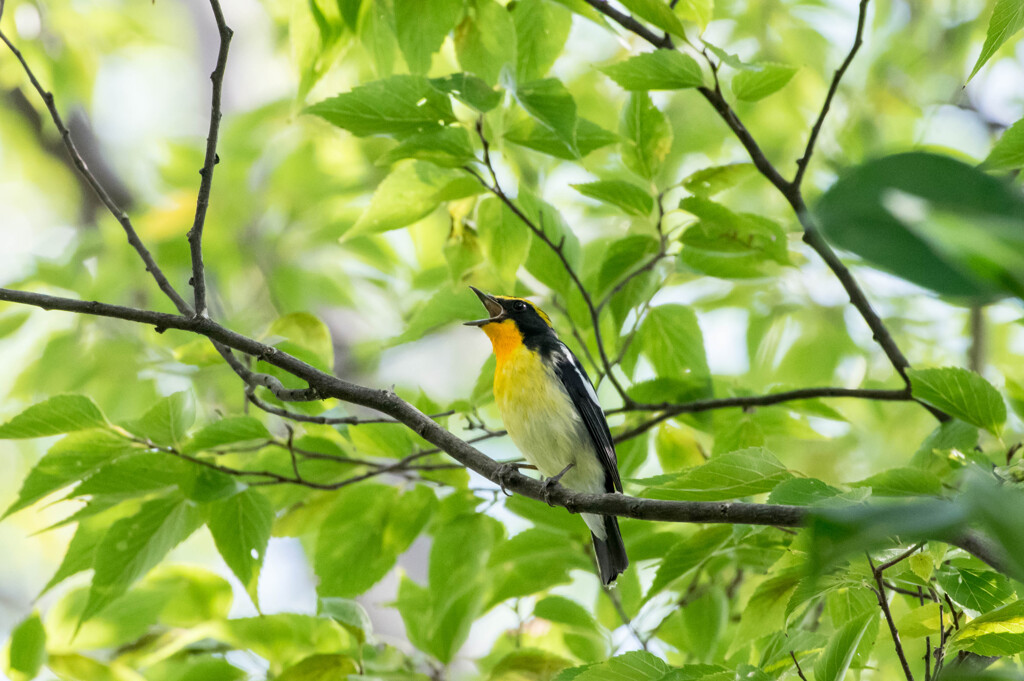 熱唱･･キビタキ