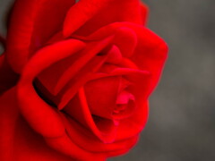 紅‥真冬の薔薇