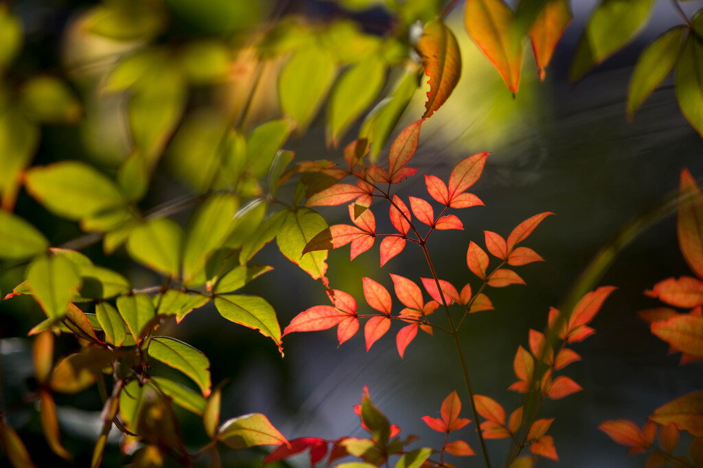 秋陽木漏れて‥紅葉ナンテン