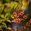 秋陽木漏れて‥紅葉ナンテン