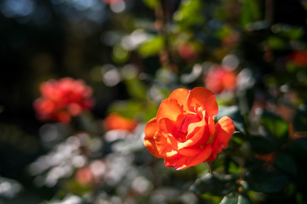 ふんわりキラキラ秋の薔薇