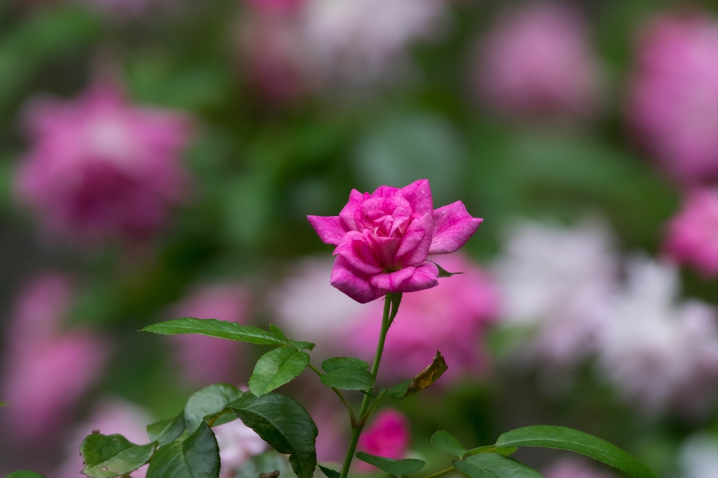 この花色が、酷暑を癒やす‥