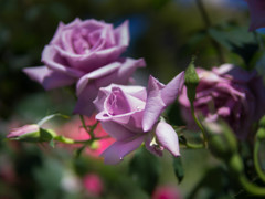 薔薇も汗かく、初夏の風・・