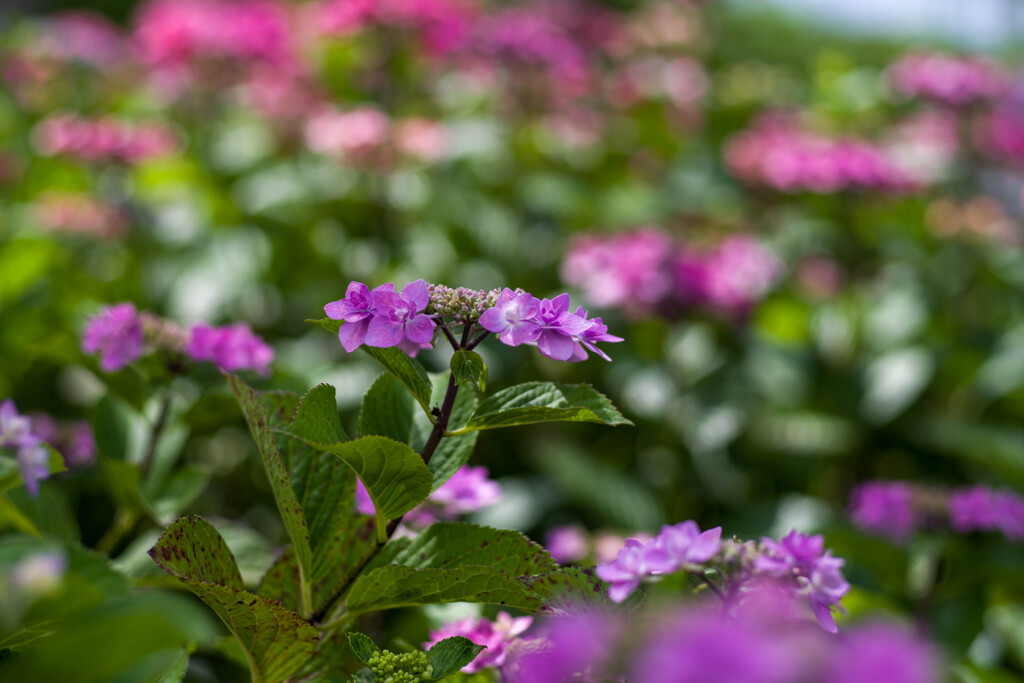 梅雨をお知らせします・・紫陽花