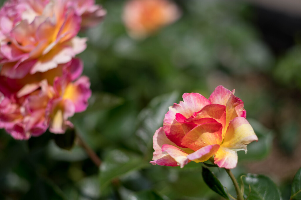 夏色に･･薔薇