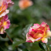 夏色に･･薔薇