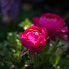 春、待ち遠しくて‥路傍の花