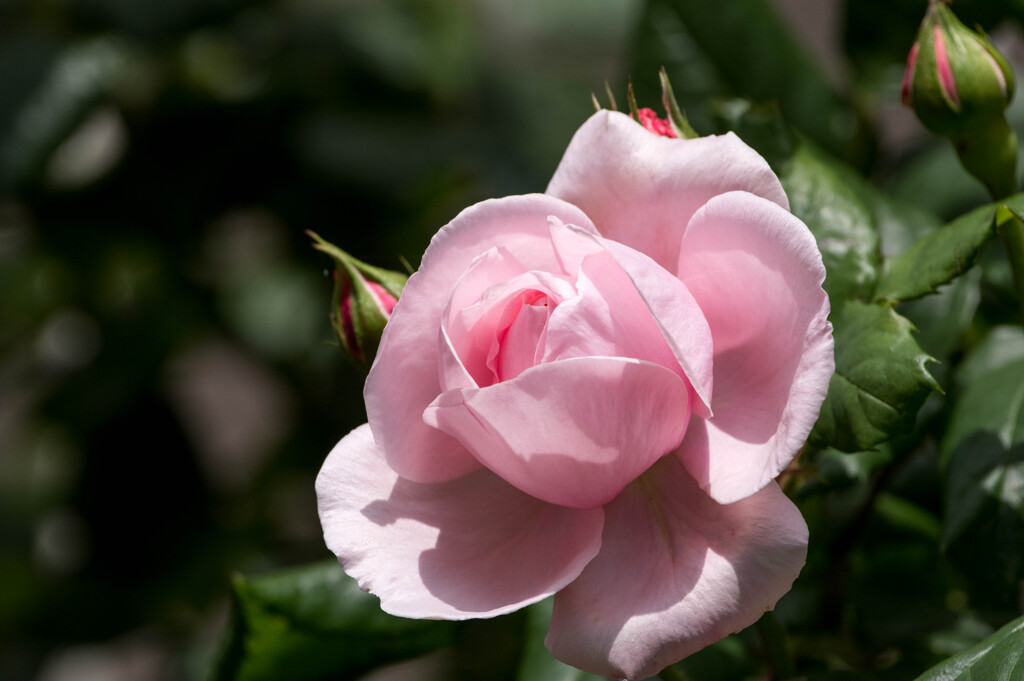 母の日カラー‥ピンクの薔薇