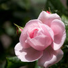 母の日カラー‥ピンクの薔薇