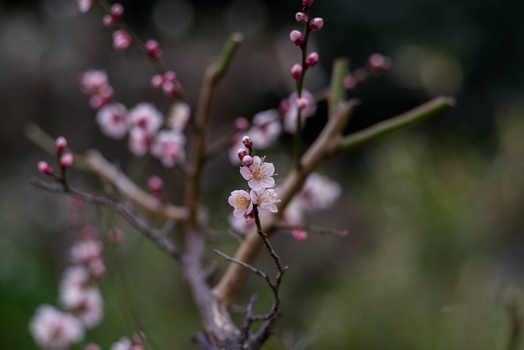 古木の早春‥紅梅