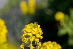 春が来たっ‥菜の花にハチさん
