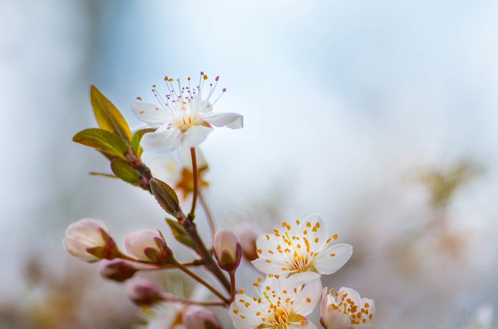 春の彼岸に・・桜♡ (⌒▽⌒)b