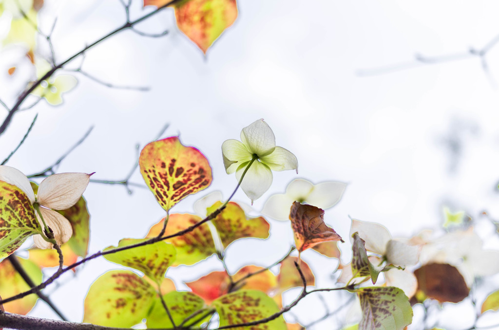 色づく頃に花を添え・・