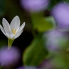 秋を感じる、夏の花‥