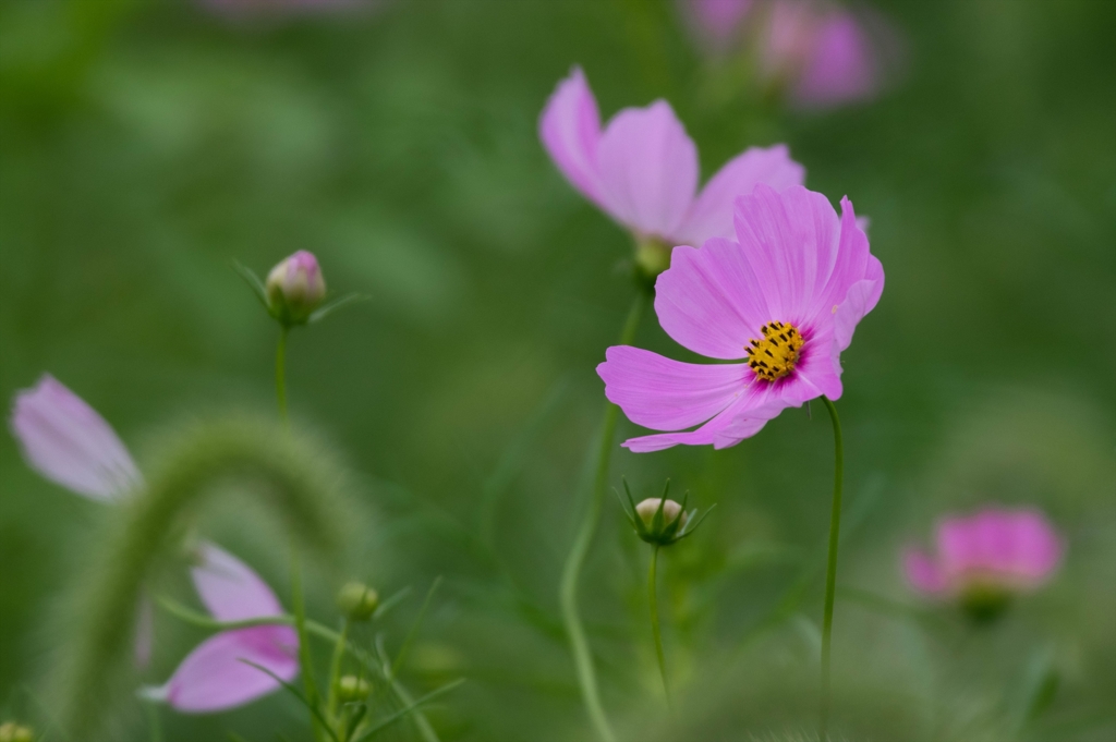 秋色‥桃色秋桜