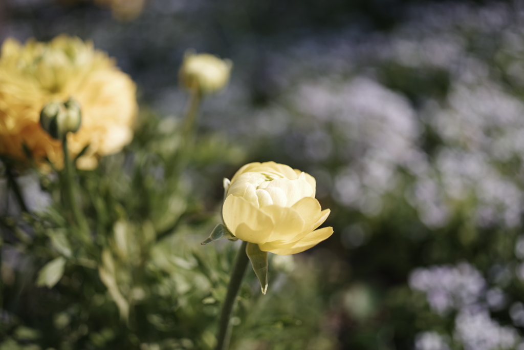 ” 里び ” な、お花･･