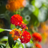 この花色が好きっ♡