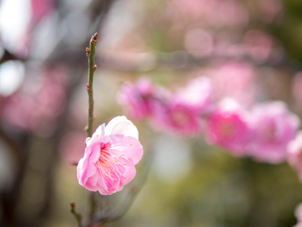 春の初めの･･梅の花