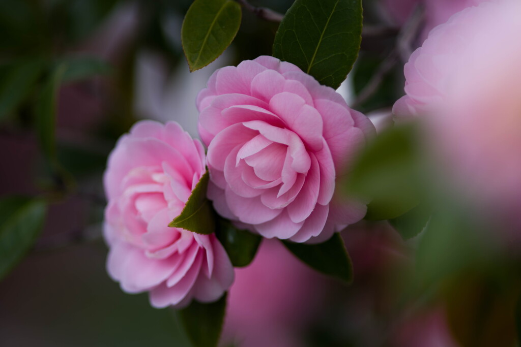 冬と春の狭間の花‥椿