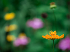 曇一時雨・・　季節の彩、ちょっと先撮り(^^;)b